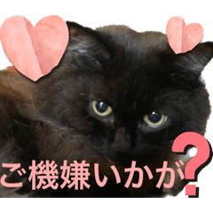 [LINEスタンプ] 黒猫 ルナ院長98にゃんめ