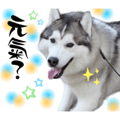 [LINEスタンプ] アニマルホープ スタンプ②