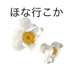 [LINEスタンプ] 花 dodoスタンプ280flowerの画像（メイン）