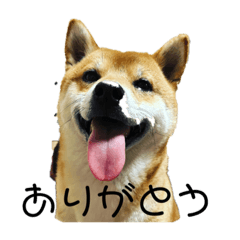 [LINEスタンプ] 柴犬スマさん