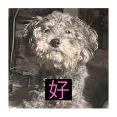 [LINEスタンプ] もじゃもじゃ『日常ver.』の画像（メイン）