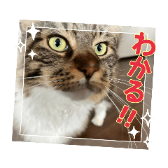 [LINEスタンプ] 可愛い猫、メインクーンの日常スタンプの画像（メイン）