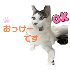 [LINEスタンプ] しらたまさん③の画像（メイン）