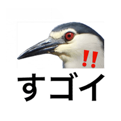 [LINEスタンプ] みんなよ鳥フォトLINEスタンプ②