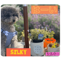 [LINEスタンプ] トイプのシルキーちゃん