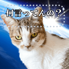 [LINEスタンプ] 宇宙猫・ずっくメッセージスタンプの画像（メイン）