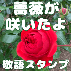 [LINEスタンプ] 綺麗な薔薇が咲きました✳︎敬語スタンプの画像（メイン）