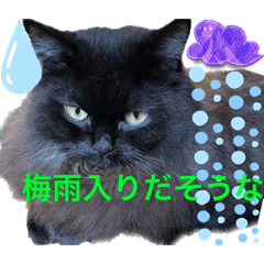 [LINEスタンプ] 黒猫 ルナ院長101にゃんめ 梅雨編