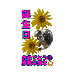 [LINEスタンプ] ボクと向日葵だよ