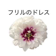 [LINEスタンプ] 花 dodoスタンプ283flowerの画像（メイン）