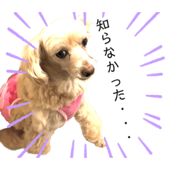 [LINEスタンプ] ココの日常(方言あり)