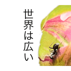 [LINEスタンプ] 花 dodoスタンプ284flower