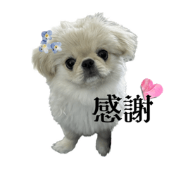[LINEスタンプ] 可愛いクムさん♡1