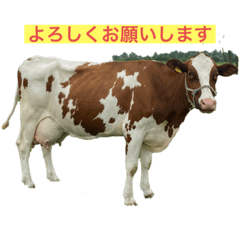 [LINEスタンプ] わたぼくの牛さんスタンプ
