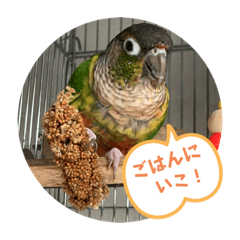 [LINEスタンプ] ウロコインコ時々ハシビロコウ