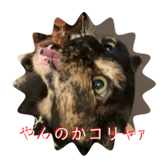 [LINEスタンプ] サビ猫 キリの日常