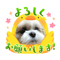 [LINEスタンプ] シーズー 茶々丸くん 3