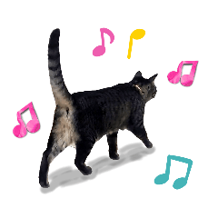 [LINEスタンプ] 【実写】キジトラ猫のきょうだい