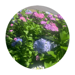 [LINEスタンプ] 色んないろの紫陽花  colorful hydrangea