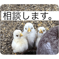 [LINEスタンプ] ヒヨコ写真スタンプ