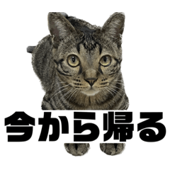 [LINEスタンプ] 今から帰る猫