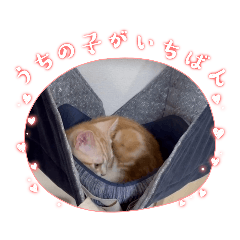 [LINEスタンプ] 気まぐれにゃんこ3