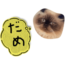 [LINEスタンプ] ヒマラヤンのひまちゃん。の画像（メイン）