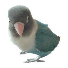 [LINEスタンプ] 鳥 猫 ペット