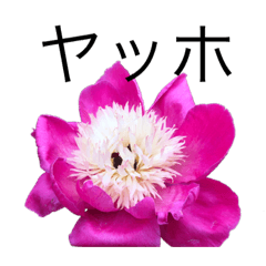 [LINEスタンプ] 花 dodoスタンプ287flower