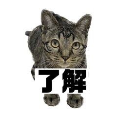 [LINEスタンプ] 了解する猫