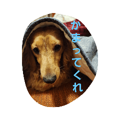 [LINEスタンプ] 犬や謎のなにか