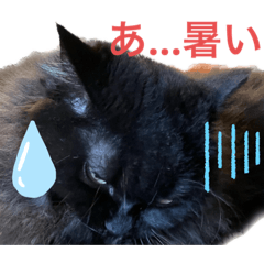 [LINEスタンプ] 黒猫 ルナ院長102にゃんめ 夏編