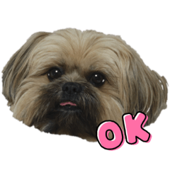 [LINEスタンプ] イウォーク犬アグと妹ルブの画像（メイン）