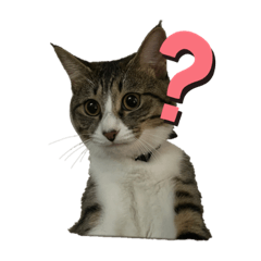 [LINEスタンプ] わたしの名前はトト
