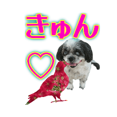 [LINEスタンプ] 鳥さんと♡癒しのワンコ