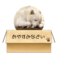 [LINEスタンプ] 白柴…。