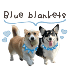 [LINEスタンプ] コーギー of Blue blankets