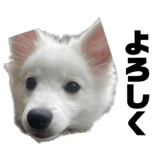 [LINEスタンプ] ハクであいさつしましょ