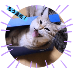 [LINEスタンプ] 面白ねこーずスタンプ