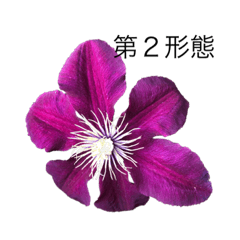 [LINEスタンプ] dodoスタンプ289flower