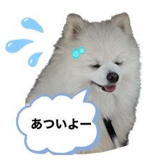 [LINEスタンプ] 白ポメ平吉スタンプ