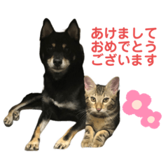 [LINEスタンプ] 黒柴犬と猫の季節の挨拶