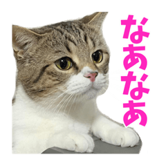 [LINEスタンプ] 【修正版】兄んちのハルくん