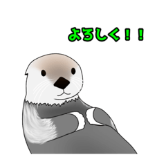 [LINEスタンプ] らっこがかわいいスタンプ
