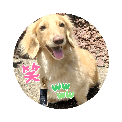 [LINEスタンプ] 愛犬ダックスの使えるスタンプ