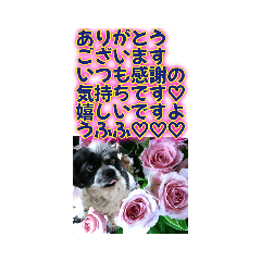 [LINEスタンプ] 花と食べ物と愛犬で長文