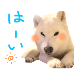 [LINEスタンプ] 白の柴犬！ハッピーちゃん