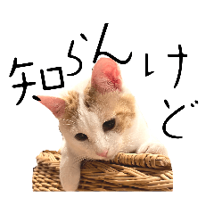 [LINEスタンプ] はっちゃんの猫すたんぷ〈日常・武士言葉〉