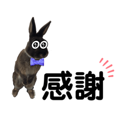[LINEスタンプ] かわいいココアさん♡