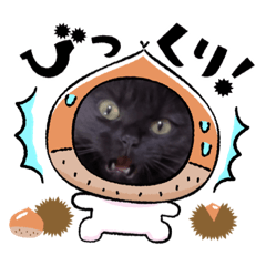 [LINEスタンプ] 黒猫兄妹の福ちゃん華ちゃん